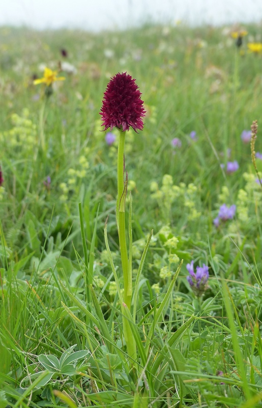 Nigritella cenisia e Nigritella rhellicani  Savoia francese   luglio 2023.